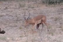 Phút cuối bi thảm của linh dương trước bầy chó hoang háu đói