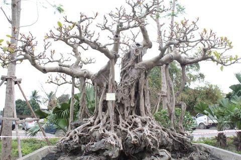 Đa cổ trăm tuổi mọc trên đá và cuộc ngã giá 10 cây vàng của đại gia Hà Nội