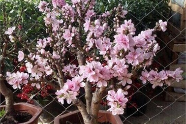 Chán đào Nhật Tân, mua đào Trung Quốc chơi Tết