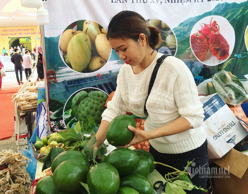 Quả bơ khổng lồ nặng 2 kg, hàng trên núi về gây sốt Hà thành - 9 Quả bơ khổng lồ nặng 2 kg, hàng trên núi về gây sốt Hà thành - 9