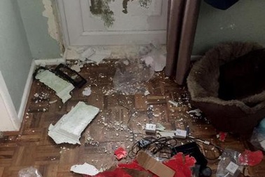 Cún cưng phá phòng tan hoang vì bị chủ nhốt trong nhà