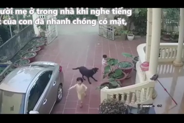 Mẹ có mặt kịp thời, cứu con nhỏ khỏi bị chó tấn công