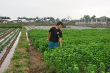 Chàng kỹ sư công nghệ sinh học về làm giàu từ cây bạc hà