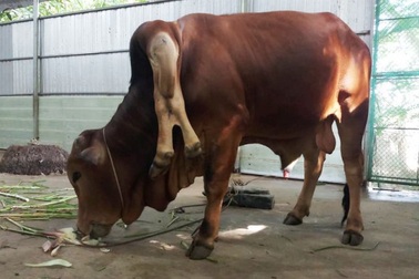 Chuyện lạ đất Việt: Gà biến đổi giới tính, bò mọc thêm 2 chân ở cổ