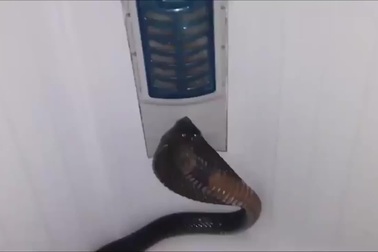 Rắn hổ mang cực độc ẩn mình trong máy giặt