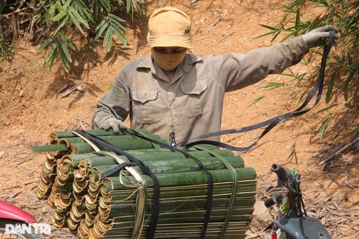 Thoát nghèo nhờ trồng cây vàng xanh trên đỉnh núi - 4 Thoát nghèo nhờ trồng cây vàng xanh trên đỉnh núi - 4