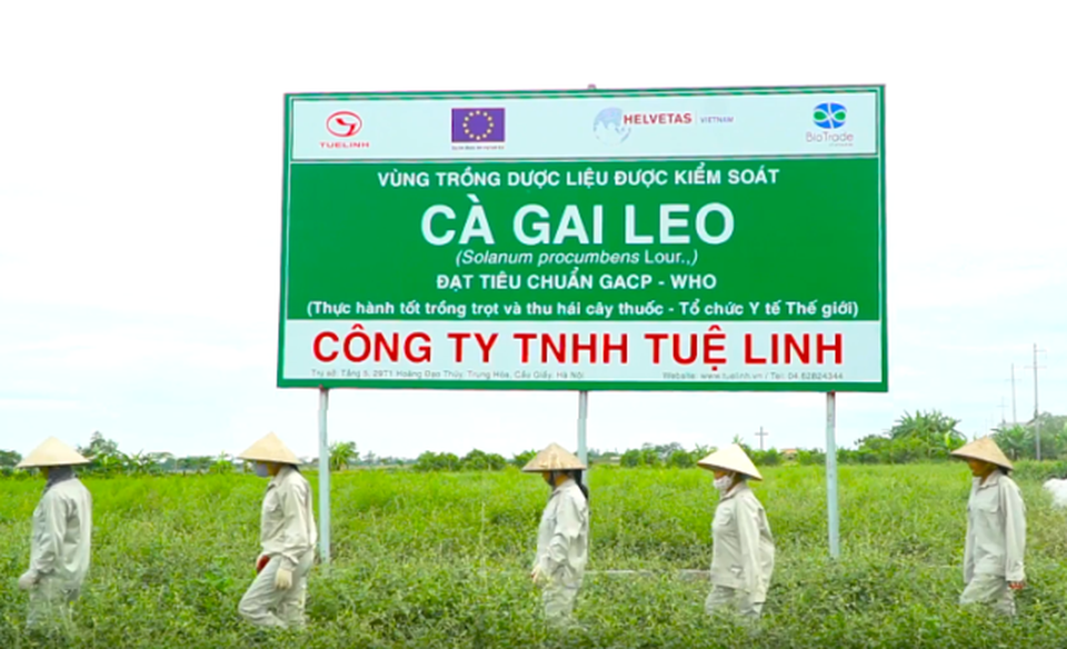 Các chuyên gia đầu ngành nói gì về giải độc gan Tuệ Linh - 2 Các chuyên gia đầu ngành nói gì về giải độc gan Tuệ Linh - 2