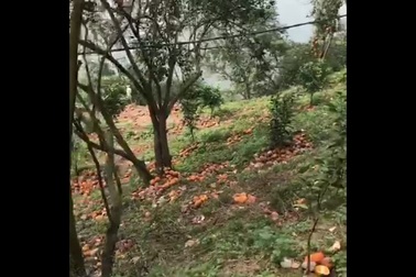 Hà Giang: 8.300 tấn cam vào mùa thu hoạch bị rụng hàng loạt