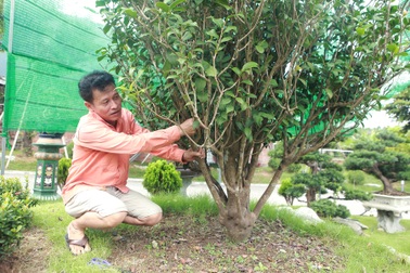 "Đã mắt" với những cây trà cổ thụ tiền tỷ của “ông vua trà” Việt Nam