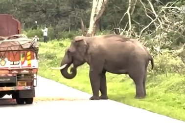 Voi bị chụp ảnh, tức giận rượt đuổi và lột quần áo du khách gây phiền toái