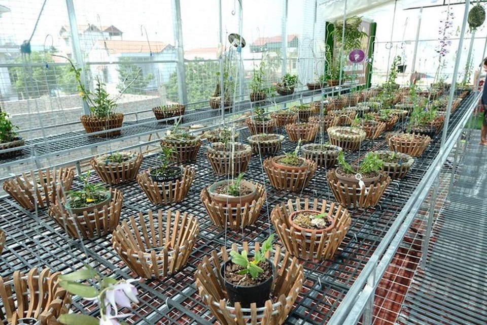 Ngắm vườn lan đột biến, giá trị gần 10 tỷ đồng tại Mê Linh - 10 Ngắm vườn lan đột biến, giá trị gần 10 tỷ đồng tại Mê Linh - 10