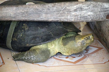 'Cụ rùa' sống dưới tượng phật Quan Âm trong chùa ở miền Tây