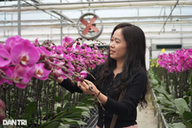 Thu 8 tỷ đồng dịp Tết sau "cú liều" trồng hoa cao cấp trên đất khắc nghiệt