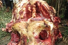 Xót xa nhìn xác voi rừng bị sát hại dã man