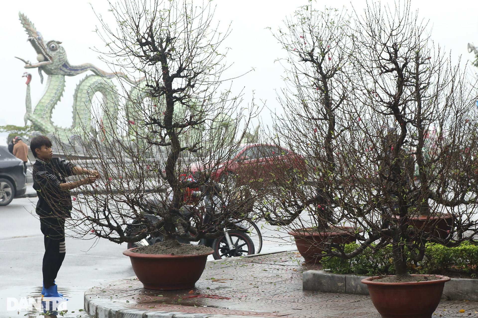 Hoa đào xuống phố báo hiệu xuân đang về - 7 Hoa đào xuống phố báo hiệu xuân đang về - 7