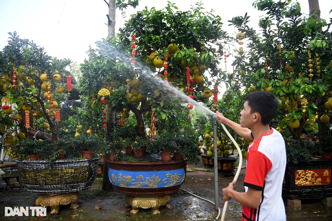 Hàng trăm cây bưởi Diễn vượt gần 2.000 km về TPHCM bày bán dịp Tết - 8 Hàng trăm cây bưởi Diễn vượt gần 2.000 km về TPHCM bày bán dịp Tết - 8