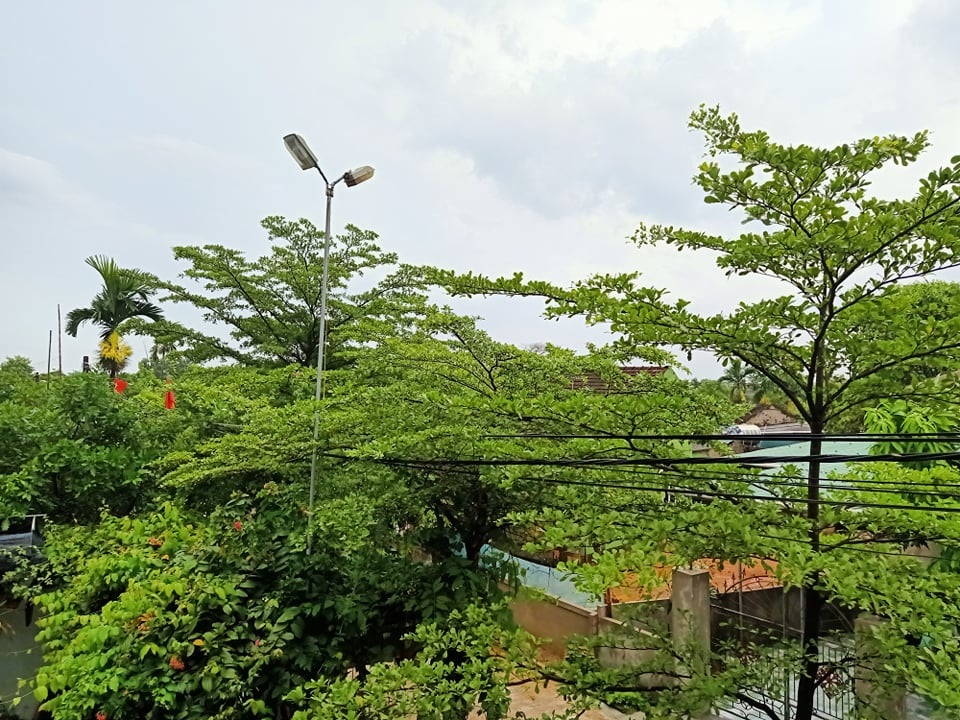 Mưa vàng bất ngờ xuất hiện mang niềm vui kép cho người dân - 5 Mưa vàng bất ngờ xuất hiện mang niềm vui kép cho người dân - 5