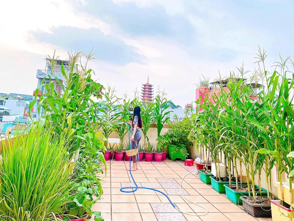 Nữ giám đốc trẻ mát tay làm vườn 170m2 ngập rau, trái trên sân thượng - 4