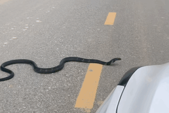 Tài xế kể phút hổ mang chúa bò ngang đường, bành mang ở Lạng Sơn