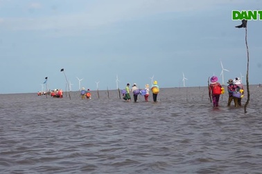 Nhọc nhằn nghề "ngâm nước biển" đãi ngao