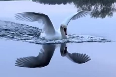 Cận cảnh cách thiên nga hạ cánh xuống mặt nước