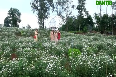 Vườn cúc họa mi hút khách ở Quảng Trị