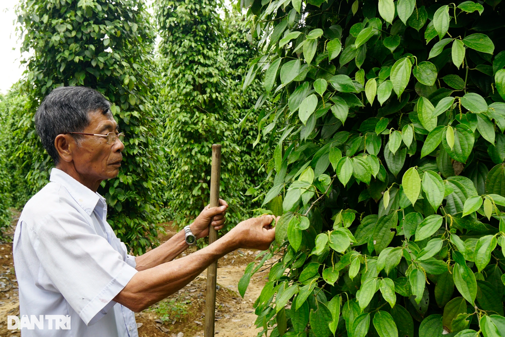 Thủ phủ cây ăn quả Hoài Ân khẳng định thương hiệu - 4 Thủ phủ cây ăn quả Hoài Ân khẳng định thương hiệu - 4