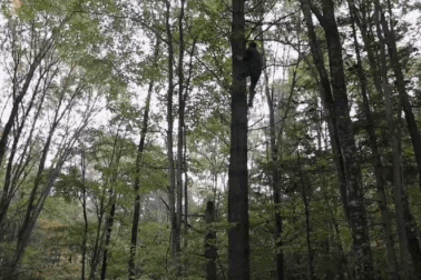 Nông dân "đánh liều" leo cây cao, thu hạt thông giá 2,6 triệu đồng/kg