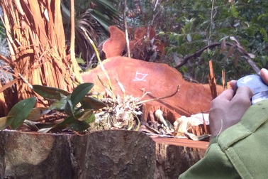 Tạm giam 3 đối tượng trong vụ phá rừng quy mô lớn tại Vườn quốc gia Pù Mát