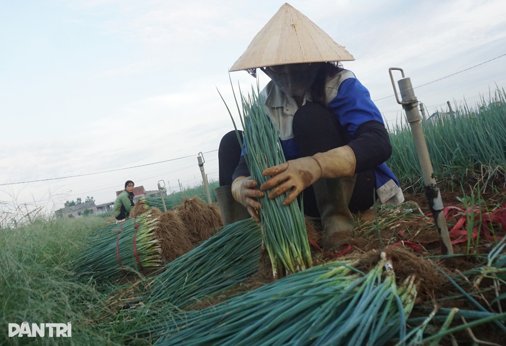 Giá tăng gấp 4, nông dân thắp đèn nhổ hành đêm, che bạt thu hoạch giữa trưa - 8
