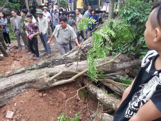 cây sưa, gỗ sưa, cây sưa 50 tỷ, cây sưa ở Bắc Ninh, Bắc Ninh, cây sưa 200 năm tuổi