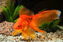 Chuyện về con cá vàng làm cảnh "sống thọ" nhất thế giới, tồn tại gần 50 năm