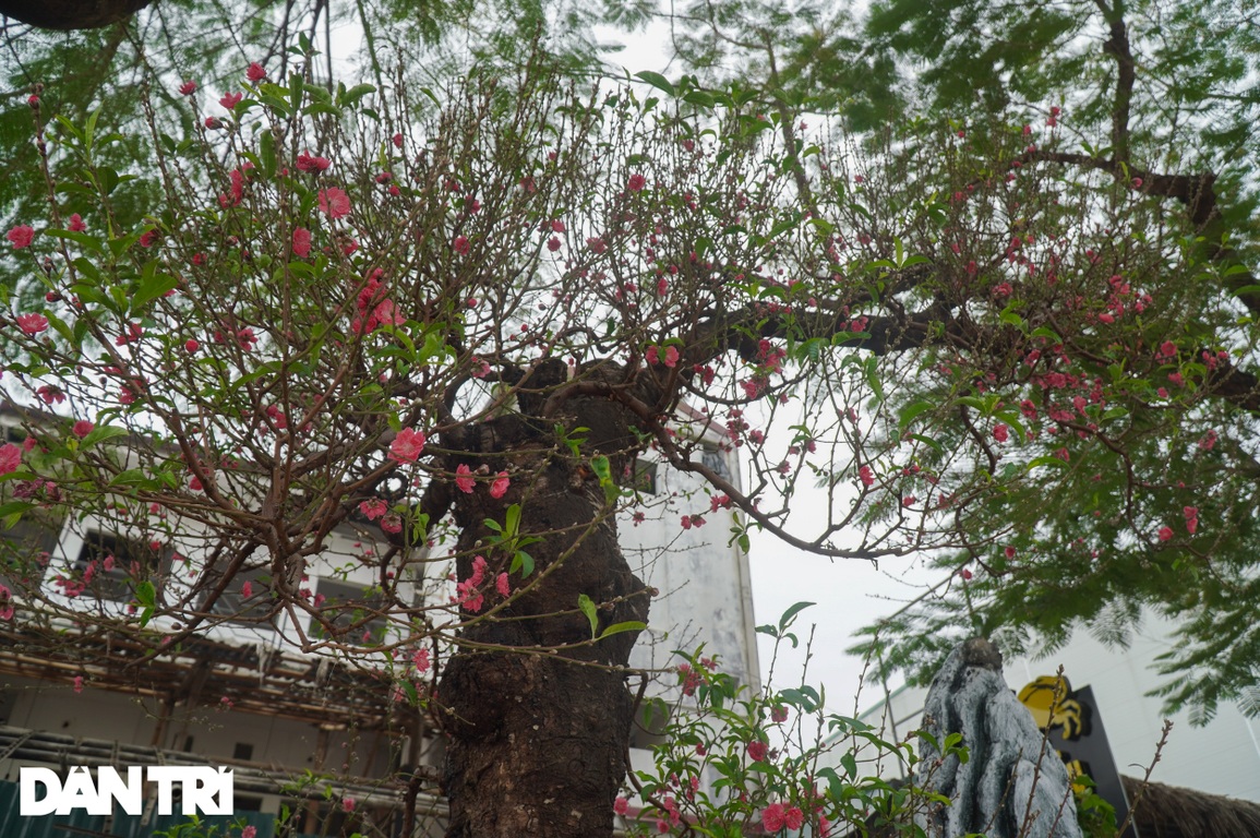 Đào khổng lồ gốc to bằng vòng tay người lớn giá 100 triệu đồng ở Hà Nội - 6 Đào khổng lồ gốc to bằng vòng tay người lớn giá 100 triệu đồng ở Hà Nội - 6