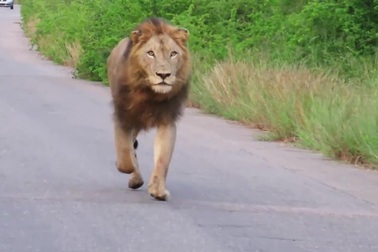 Cận cảnh những bước chạy uyển chuyển và dẻo dai của sư tử đực