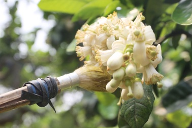 Độc đáo nghề "se duyên" cho đệ nhất bưởi Hà thành