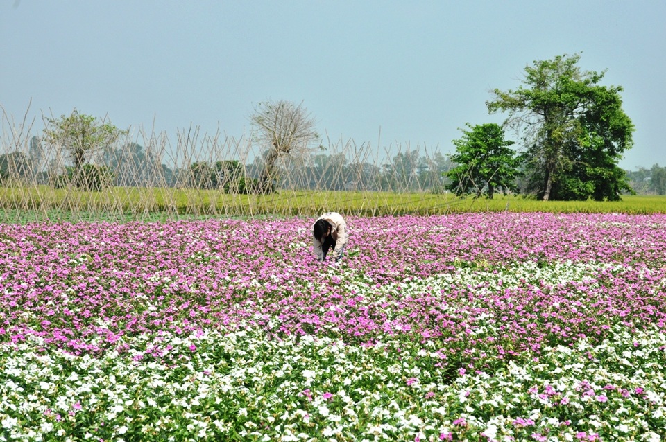 Ngất ngây với cánh đồng hoa dừa cạn ở An Giang - 9 Ngất ngây với cánh đồng hoa dừa cạn ở An Giang - 9