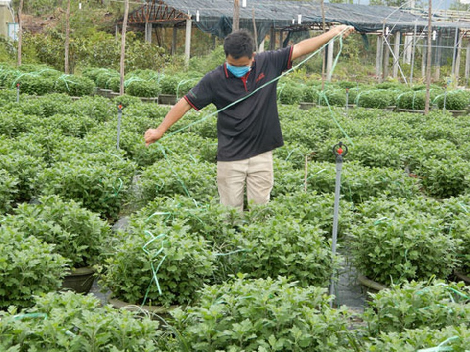 Người trồng hoa Tết âu lo - 1 Người trồng hoa Tết âu lo - 1