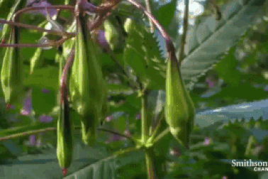 Khám phá những phương pháp phát tán hạt giống đặc biệt của thực vật