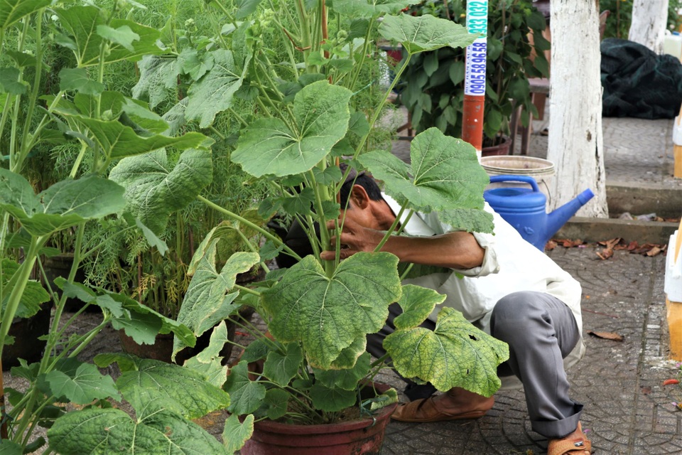Chợ hoa xuân Hội An không ế ẩm như dự đoán; Huế người bán nhiều hơn mua - 2 Chợ hoa xuân Hội An không ế ẩm như dự đoán; Huế người bán nhiều hơn mua - 2