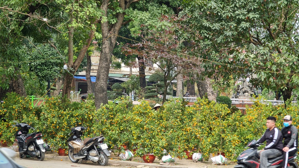 Chợ hoa Xuân ngày cuối năm: Bán tháo đồng giá - 9 Chợ hoa Xuân ngày cuối năm: Bán tháo đồng giá - 9