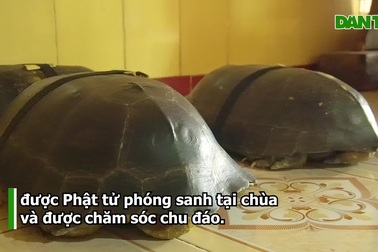 Ngôi chùa có những con rùa trăm tuổi, rùa ngủ mùng, ăn chay