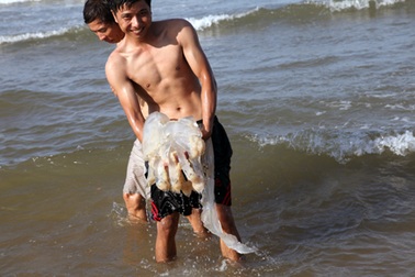 Sứa chết trôi đầy biển Cửa Lò, dân háo hức nhặt về ăn