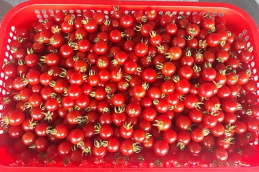 Ông nông dân "rót" tiền tỷ vào rừng vì một lý do