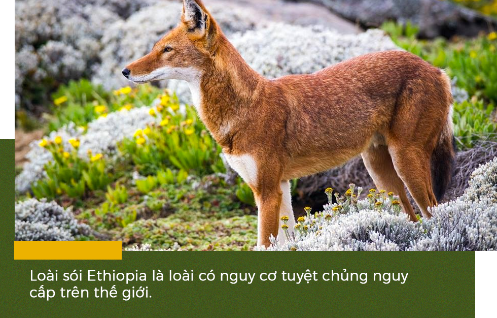 Phép màu cứu rỗi sinh vật bên bờ tuyệt chủng và tranh cãi của khoa học - 15 Phép màu cứu rỗi sinh vật bên bờ tuyệt chủng và tranh cãi của khoa học - 15