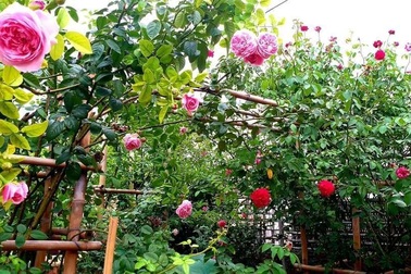 Bố mẹ vợ giàu có nhưng Tết chỉ mừng tuổi cháu 5 nghìn đồng