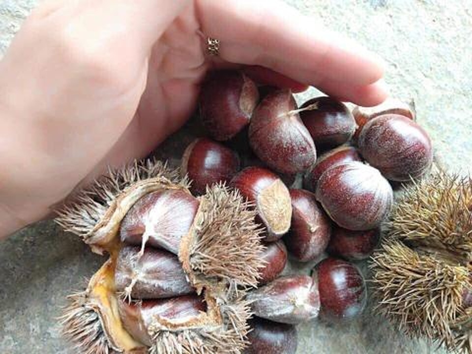 Hạt dẻ Trung Quốc có gì xấu mà không dám nói? - 1 Hạt dẻ Trung Quốc có gì xấu mà không dám nói? - 1