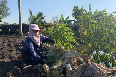 Nông dân "vuốt nước mắt" đổ hàng trăm tấn rau củ vì không ai mua