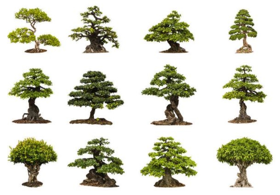 Nghệ thuật bonsai Nhật Bản: Sự kết hợp của thời gian và công sức - 3 Nghệ thuật bonsai Nhật Bản: Sự kết hợp của thời gian và công sức - 3