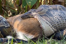 Trăn Miến Điện há miệng hết cỡ nuốt trọn con hươu khiến nhiều người sốc