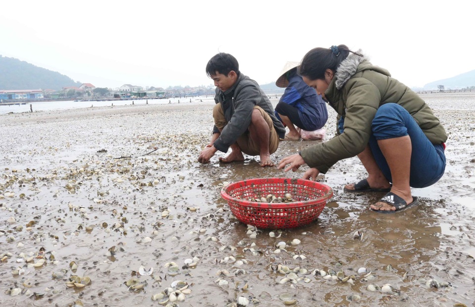 Người dân khốn đốn vì ngao chết trắng trước ngày thu hoạch - 5 Người dân khốn đốn vì ngao chết trắng trước ngày thu hoạch - 5
